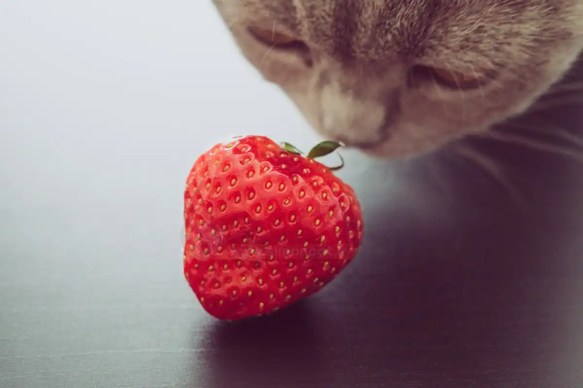 توت فرنگی برای گربه