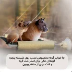 جای خواب پشت پنجره گربه