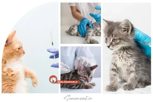 جدول واکسیناسیون گربه