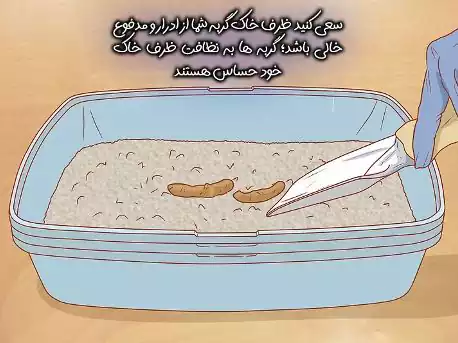 جمع‌آوری مدفوع گربه