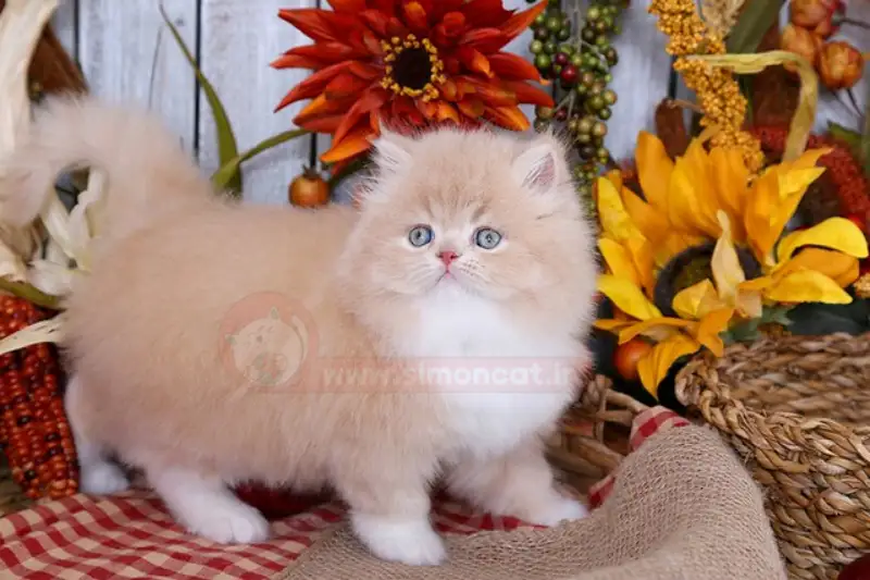 خرید بچه گربه پرشین