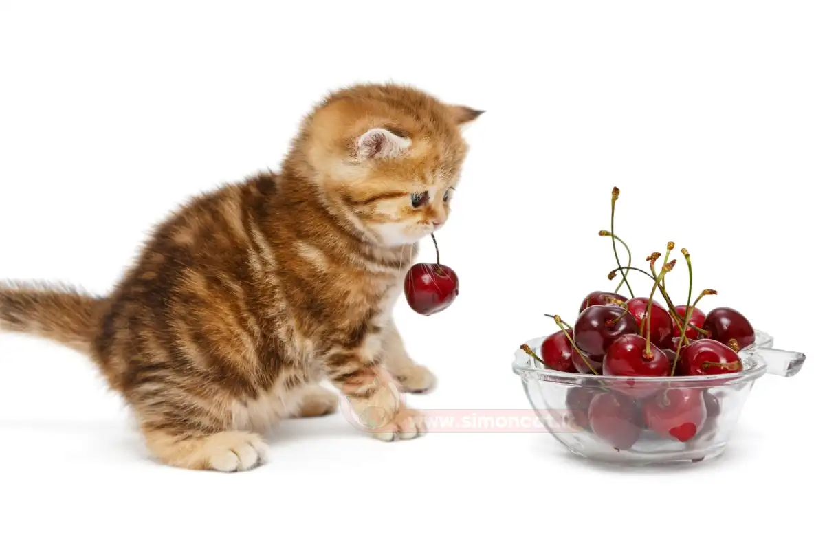 چه میوه ای به گربه خود بدهیم؟