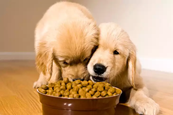 دو سگ در حال خوردن غذا