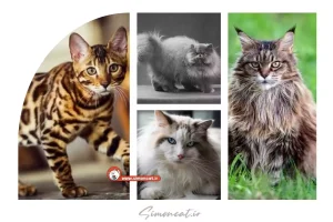 راهنمای انتخاب نژاد گربه برای منزل