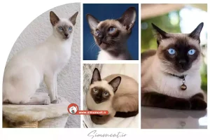 راهنمای خرید گربه سیامی