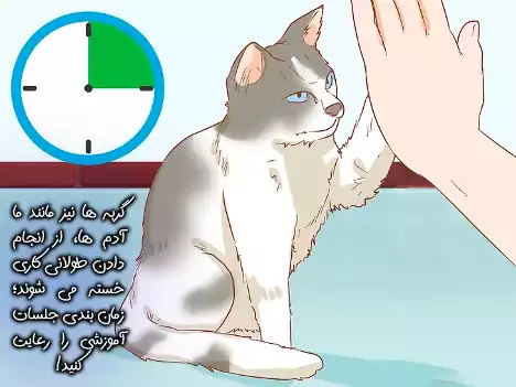 زمان‌بندی آموزش گربه