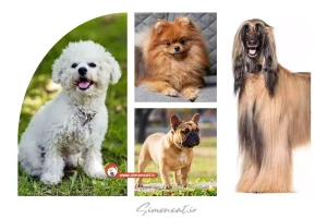 زیباترین سگ های جهان