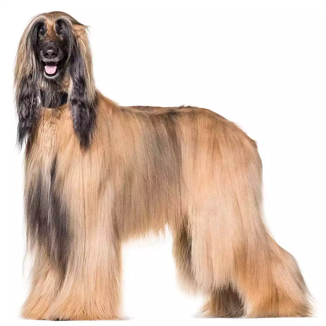 سگ افغان هوند