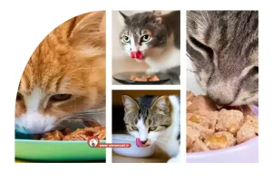 طرز تهیه پوچ گربه