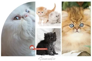 عکس بچه گربه پرشین