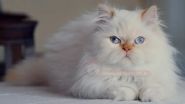 عکس بچه گربه پرشین سفید چشم آبی