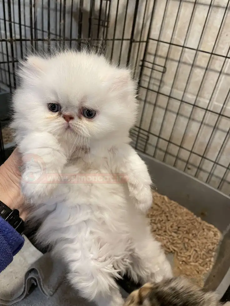 عکس بچه گربه پرشین سفید