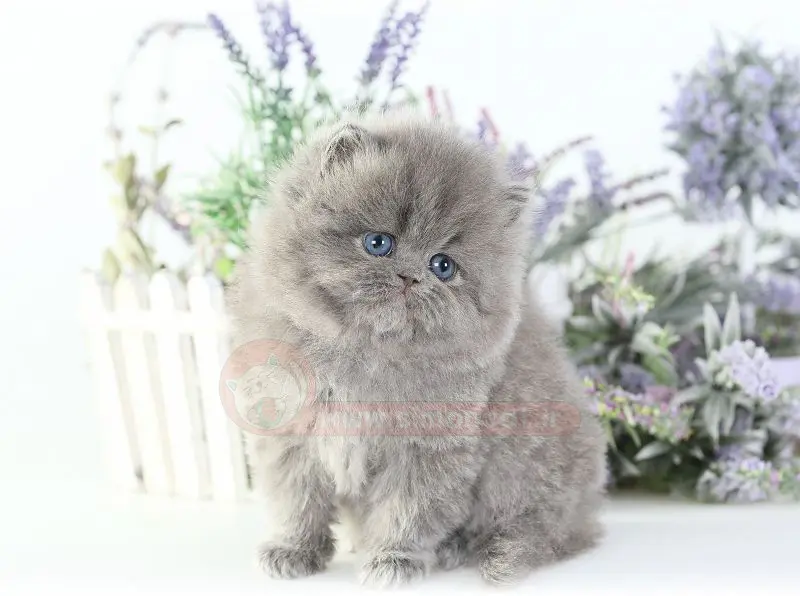 عکس بچه گربه پرشین طوسی