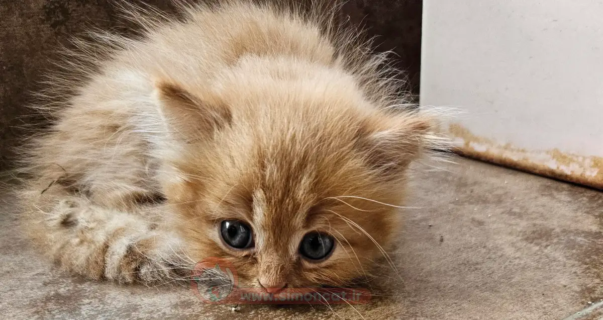 عکس بچه گربه پرشین کت