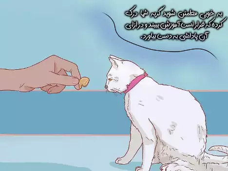غذا دادن به گربه