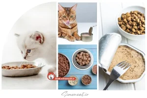 غذای تر گربه چیست؟