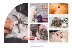 قرص ضد انگل اندوپت