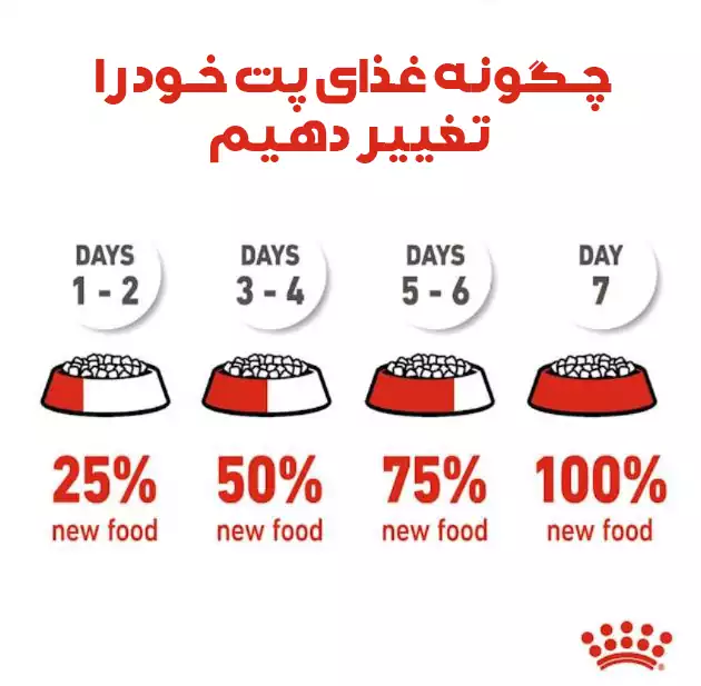 تغییر غذای خشک گربه