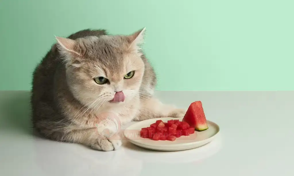 چه میوه ای به گربه خود بدهیم؟