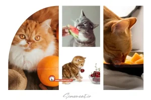 میوه های ممنوعه برای گربه