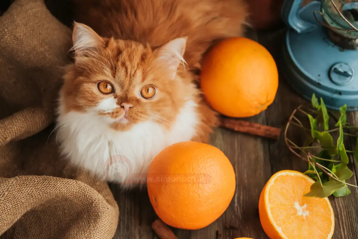 نارنگی و پرتقال برای گربه