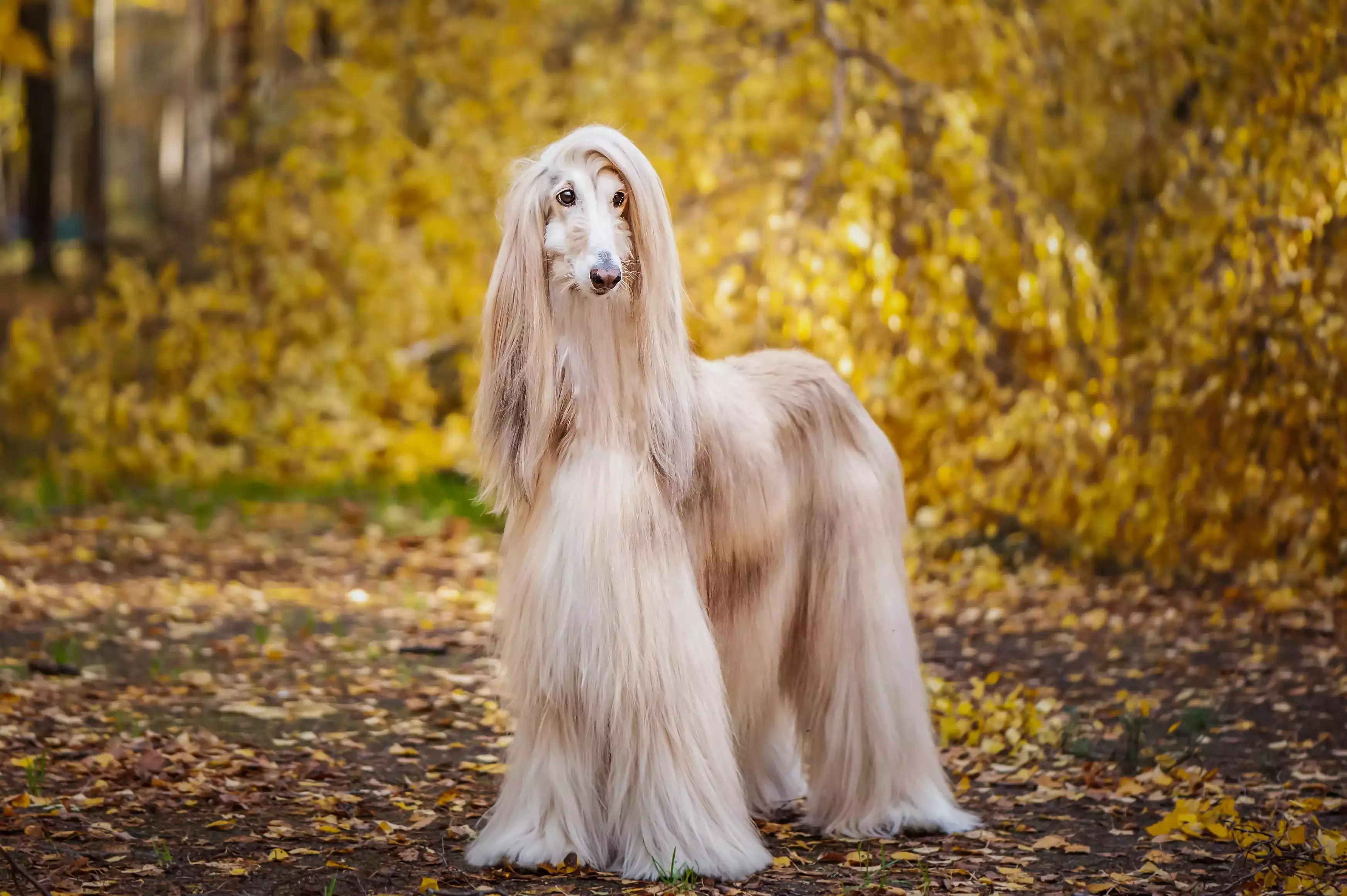 نژاد Afghan Hound
