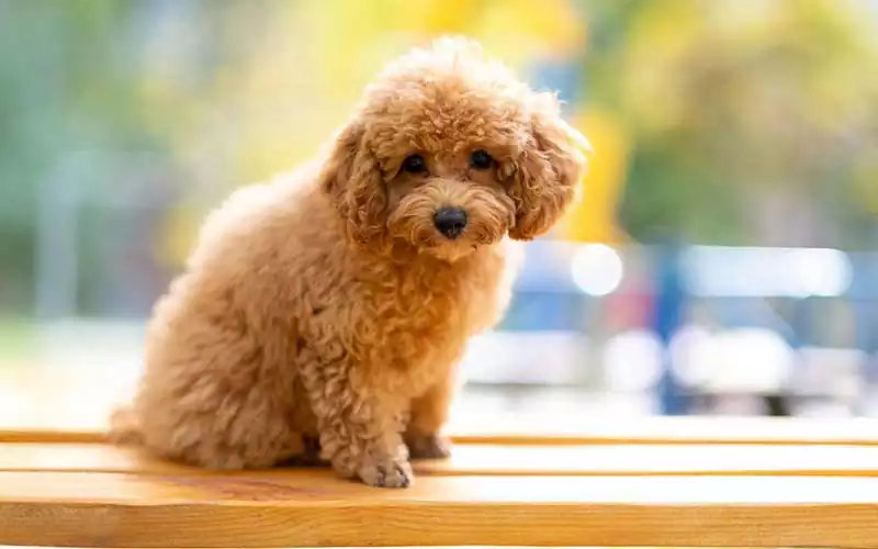 نژاد poodle