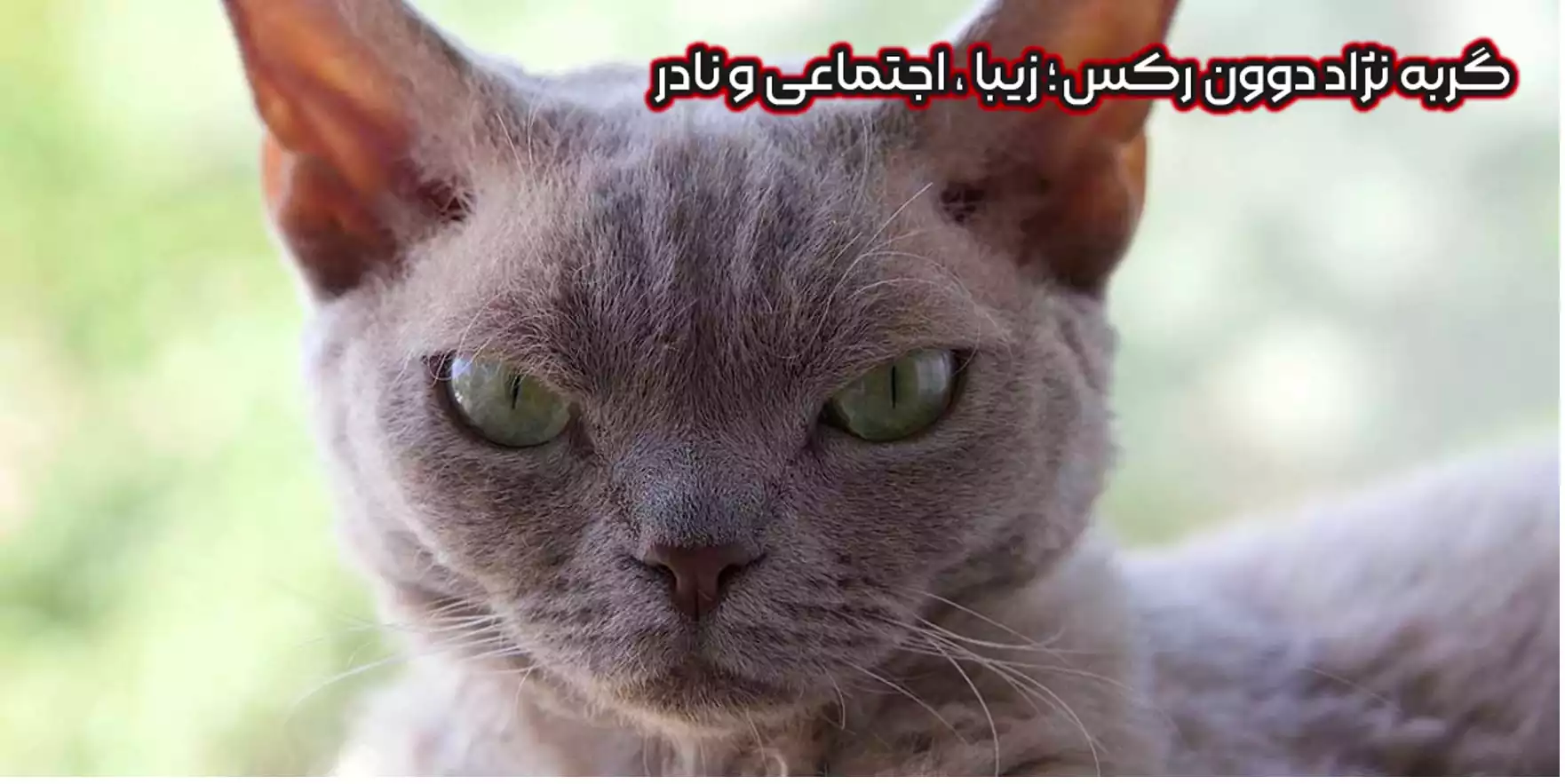 نژاد دوون رکس