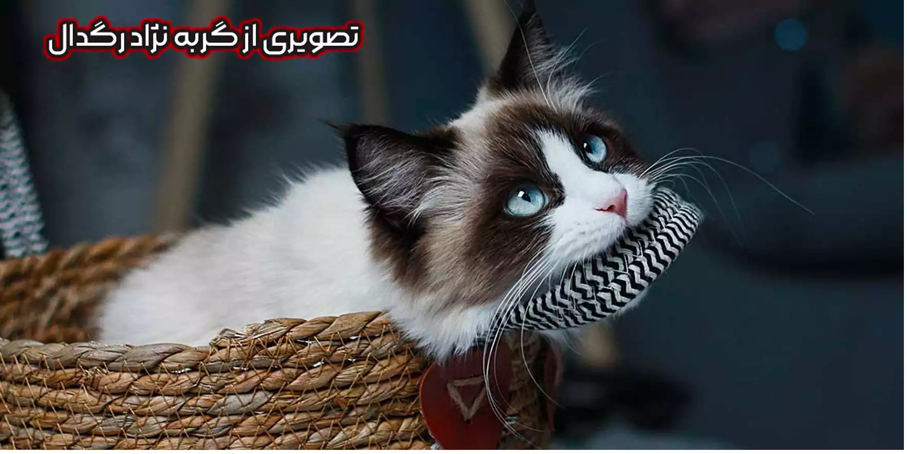نژاد رگدال