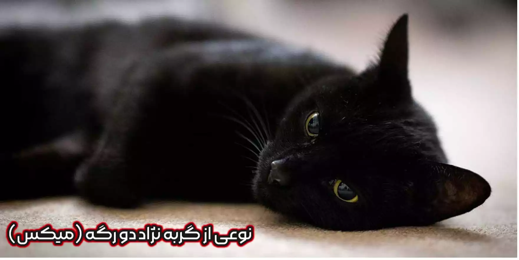 نژاد میکس