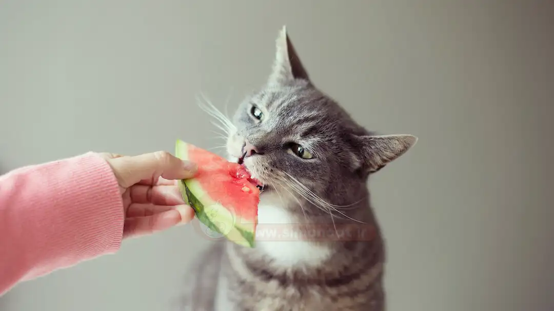 هندونه برای گربه