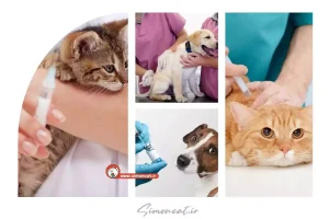 واکسن هاری کجا بزنیم