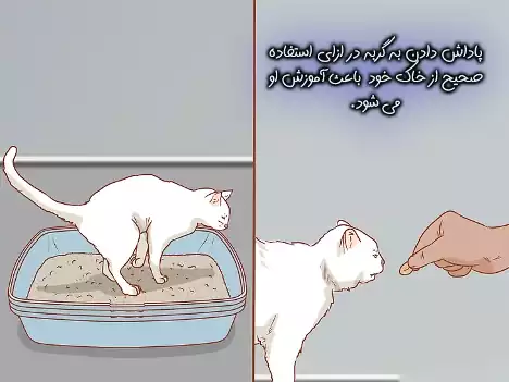 پاداش گربه بعد از استفاده ظرف خاک