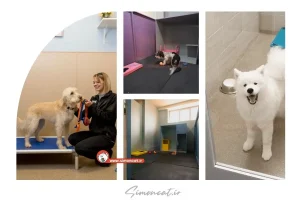 پانسیون سگ در جنت آباد تهران