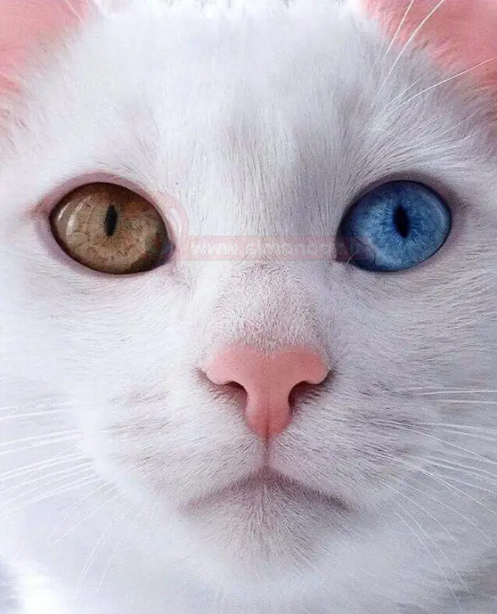 پیشی چشم رنگی