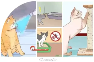 چگونه گربه خود را آموزش دهیم