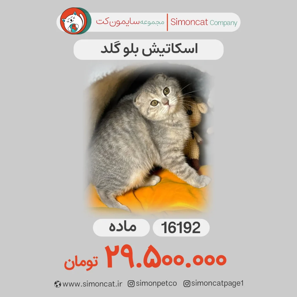 گربه اسکاتیش بلو گلد