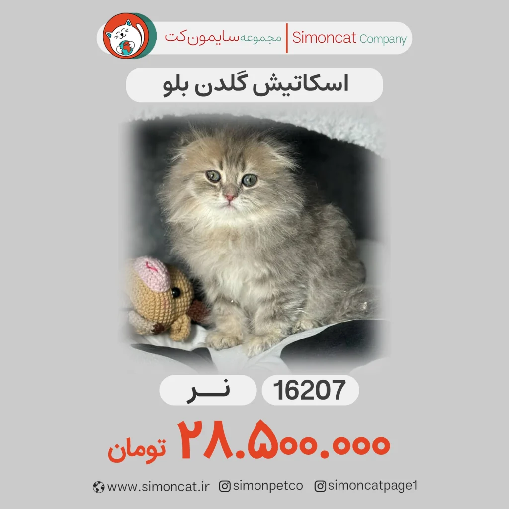 گربه اسکاتیش گلدن بلو