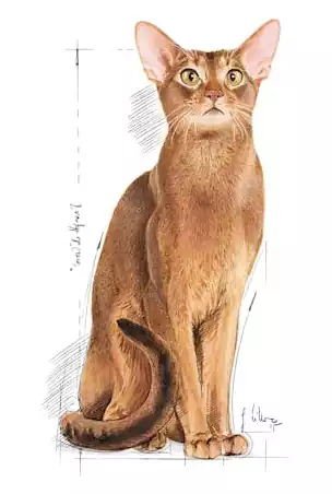 گربه بالغ