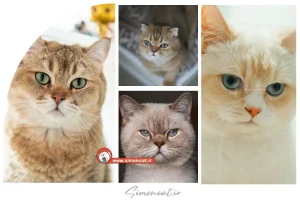 گربه بریتانیایی