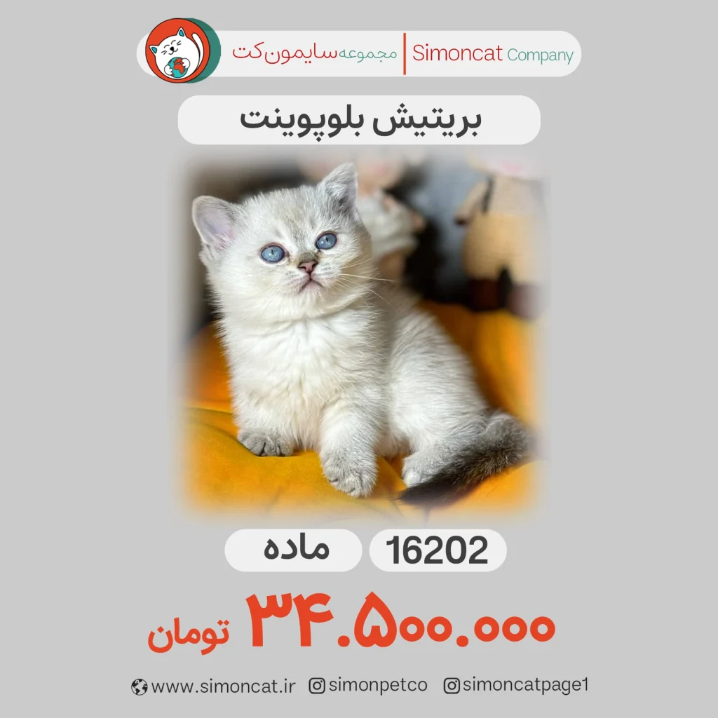گربه بریتیش بلوپوینت