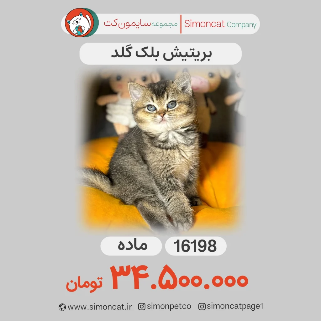 گربه بریتیش بلک گلد