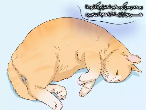 گربه خوابیده