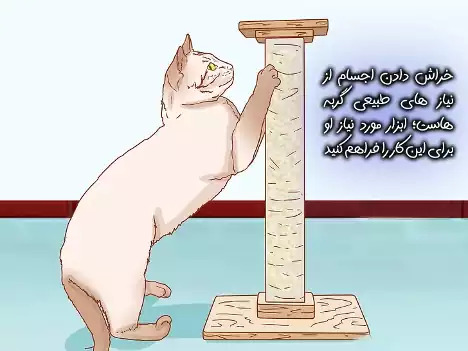 گربه در حال خراش
