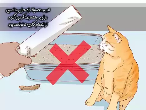 گربه را تنبیه نکنید