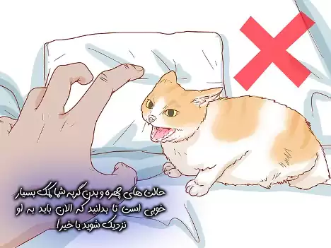 گربه عصبانی