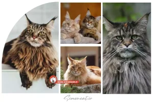 گربه نژاد مین کون