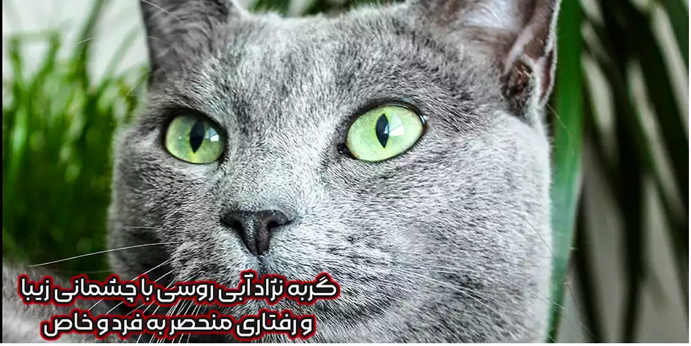 گربه نژاددا