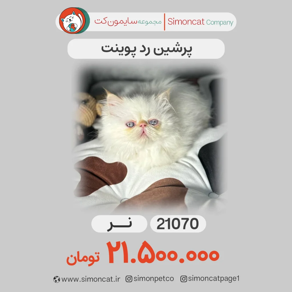 گربه پرشین رد پوینت