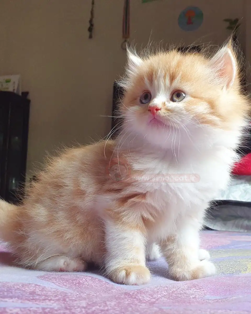 گربه پرشین عروسکی